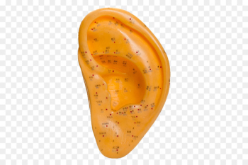 Traditional Chinese medicine Acupuncture Akupunktiopiste - Ear acupuncture 