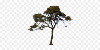 Transparent Background Trees Transparent Background Trees