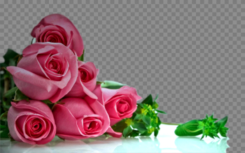 Transparent Clipart Image Pink rose flower background png - Free ...