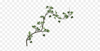 Transparent Flower Vines For Kids - Poison Ivy Vine Png