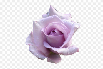 Transparent Flowers Tumblr - Lavender Roses Transparent Background Transparent Flowers Tumblr - Lavender Roses Transparent Background