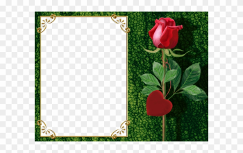Transparent Green Png Photo Frame With Rose And Heart - Beautiful Frames For Photo Editing Online