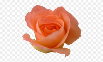 Transparent - Peach Rose Transparent - Peach Rose