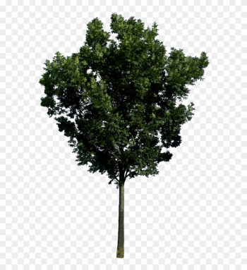 Transparent Png Background Tree Image - Tree Png