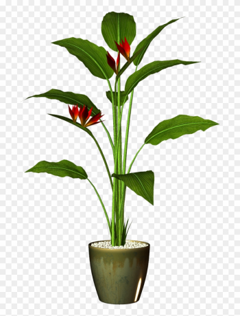 Transparent Pot Plant Png