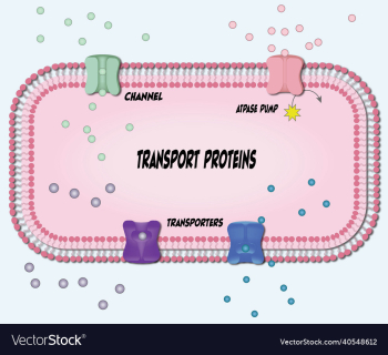 transport proteins transport proteins