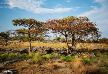 Transportation tree calm | Free stock photo - 846 Transportation tree calm | Free stock photo - 846