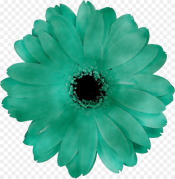 Transvaal daisy - Transvaal daisy -