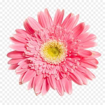 Transvaal daisy Chrysanthemum Flower - Pink Chrysanthemum PNG picture 