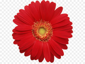 Transvaal daisy Common daisy Clip art - Red Gerber Daisy Clipart 