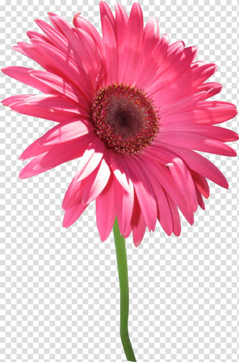 Transvaal daisy Digital , autumn-flowers transparent background PNG clipart