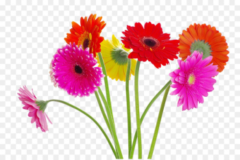 Transvaal daisy Flower bouquet Chrysanthemum Stock photography - Multi-color chrysanthemum 