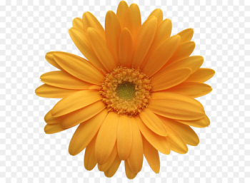 Transvaal daisy Orange Common daisy iStock Clip art - Orange Gerber Daisy Clipart 