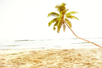 Travel beach coconut | Free stock photo - 67376 Travel beach coconut | Free stock photo - 67376
