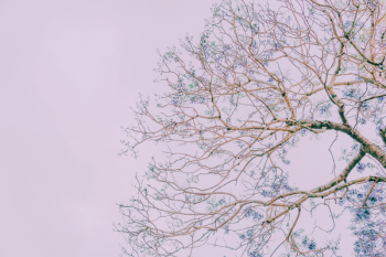 Tree Tree