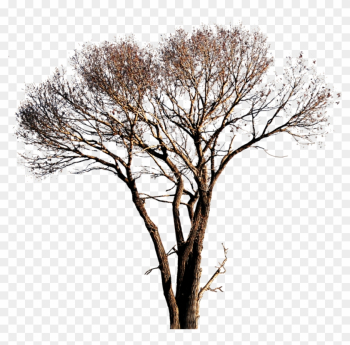 Tree-3 By Bupaje On Deviantart - Dead Tree Transparent Background