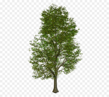 Tree 3D computer graphics Oak Image Illustration - tree 