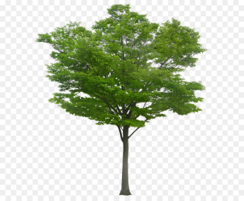 Tree - A tree Tree - A tree