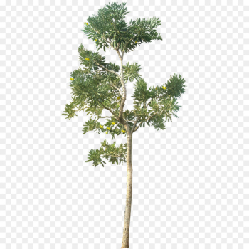 Tree Architectural rendering Landscape architecture - 20 Tree PNG Images (Free Cutouts) For Architecture, Landscape 