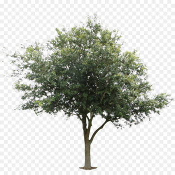 Tree Architecture Oak Black locust Deciduous - orange tree Tree Architecture Oak Black locust Deciduous - orange tree