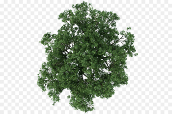 Tree Architecture Texture mapping - tree plan Tree Architecture Texture mapping - tree plan