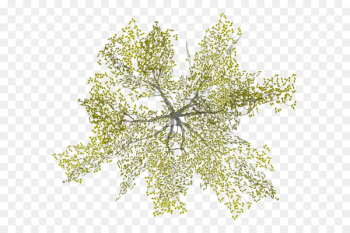 Tree Architecture - tree top view Tree Architecture - tree top view