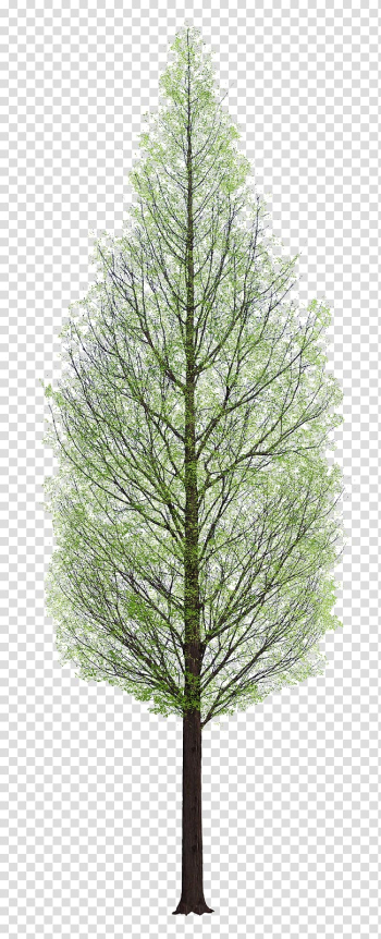 Tree Architecture, tree watercolor transparent background PNG clipart Tree Architecture, tree watercolor transparent background PNG clipart