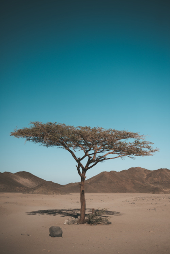 Tree At The Desert Tree At The Desert