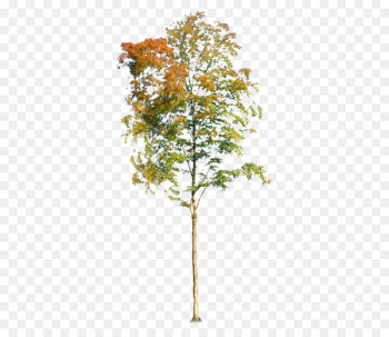 Tree Autumn - Beautiful autumn trees Tree Autumn - Beautiful autumn trees