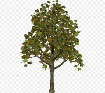 Tree Autumn Clip art - Tree Clipart Tree Autumn Clip art - Tree Clipart