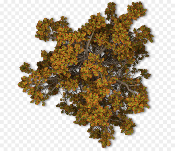Tree Autumn Leaf Shrub - tree top view Tree Autumn Leaf Shrub - tree top view