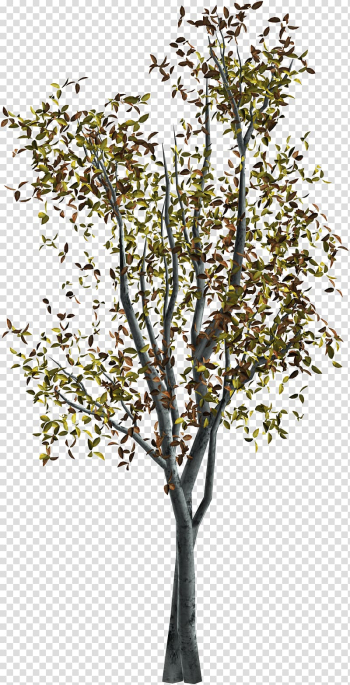 Tree Autumn , watercolor tree transparent background PNG clipart Tree Autumn , watercolor tree transparent background PNG clipart
