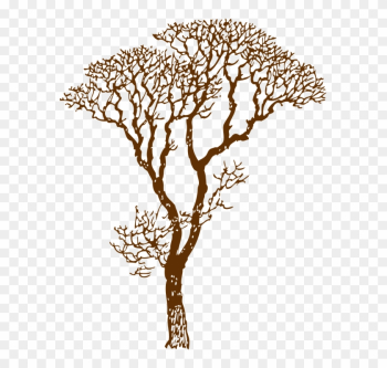 Tree Bare Ecology Environment Nature Forest - Tree Bare Ecology Environment Nature Forest