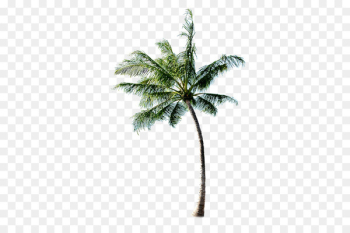 Tree Beach - coconut tree Tree Beach - coconut tree