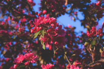 Tree blossom Tree blossom