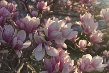 Tree Blossoms Blooming Tree Blossoms Blooming