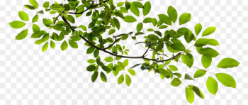 Tree Branch Clip art - Tree Branch Transparent PNG Tree Branch Clip art - Tree Branch Transparent PNG