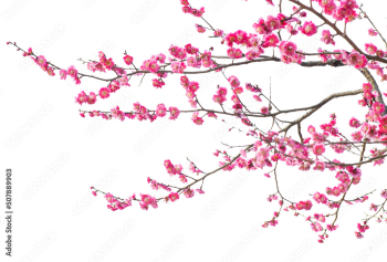 Tree branch flower Photo Overlays, Summer spring painted overlays, Photo art, png