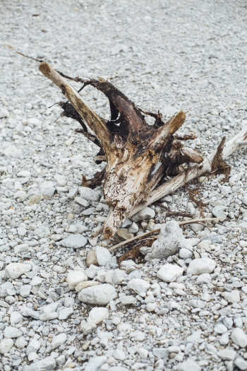 Tree Branch on Gravel Tree Branch on Gravel