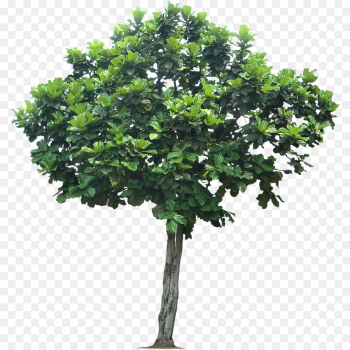Tree, Branch, Trunk, Plant PNG