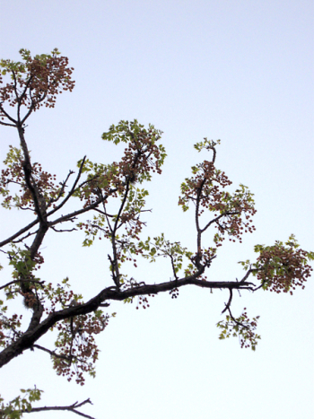 Tree_Branches_2000 (4).JPG Tree_Branches_2000 (4).JPG