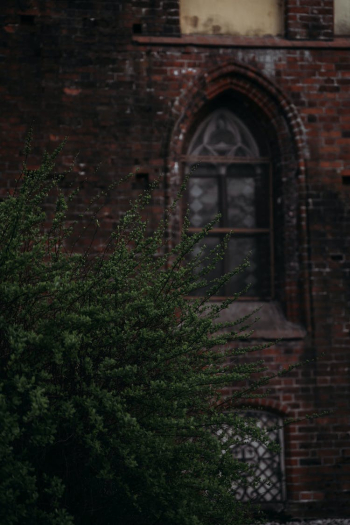 Tree Branches with Leaves Near Brown Brick Building