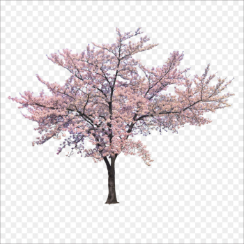 Tree Cherry blossom Branch - Trees Tree Cherry blossom Branch - Trees