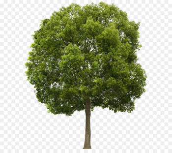 Tree Clip art - Tree Png 