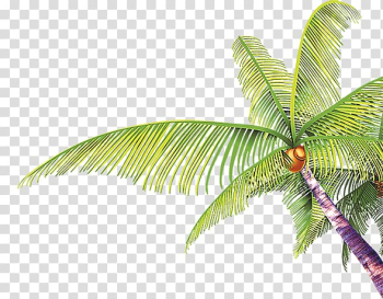Tree Coconut Arecaceae, Coconut tree transparent background PNG clipart Tree Coconut Arecaceae, Coconut tree transparent background PNG clipart