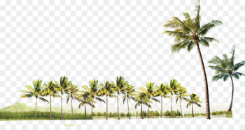 Tree - coconut tree Tree - coconut tree