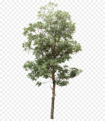Tree Computer file - Trees 