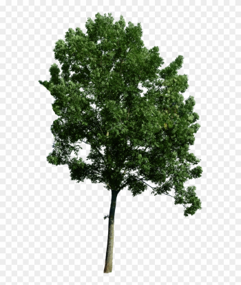 Tree Corner Image - Photoshop Tree Png