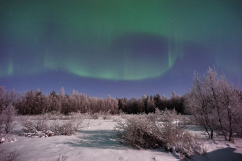 tree covered field under Aurora Borealis tree covered field under Aurora Borealis