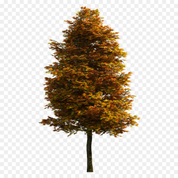 Tree Download - tree Tree Download - tree